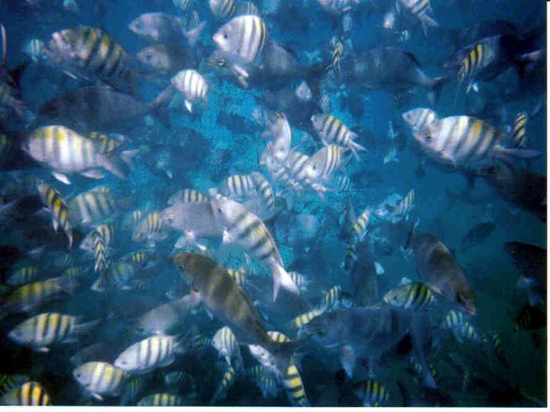 snorkeling 