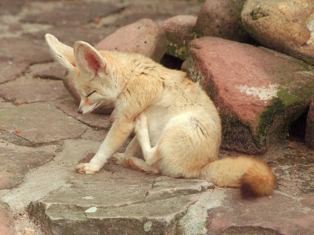 fennec fox