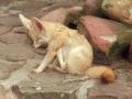 fennec fox