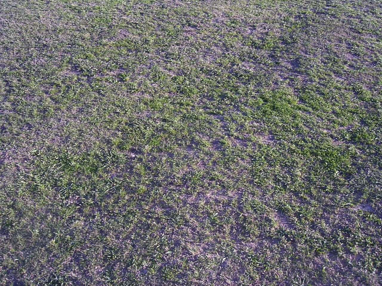 Grass