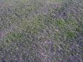 Grass