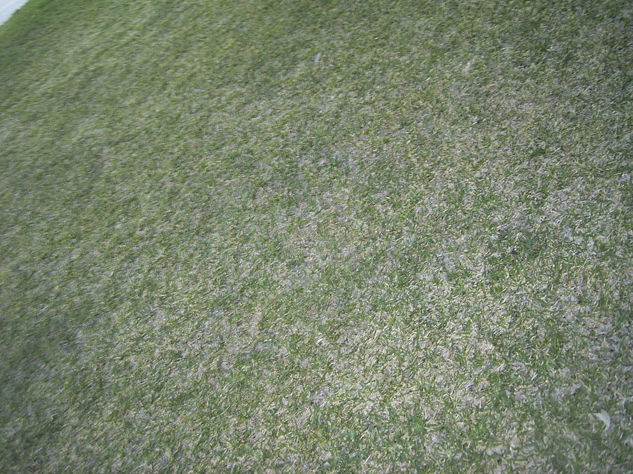 Grass