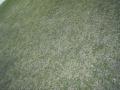 Grass