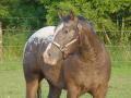 Appaloosa
