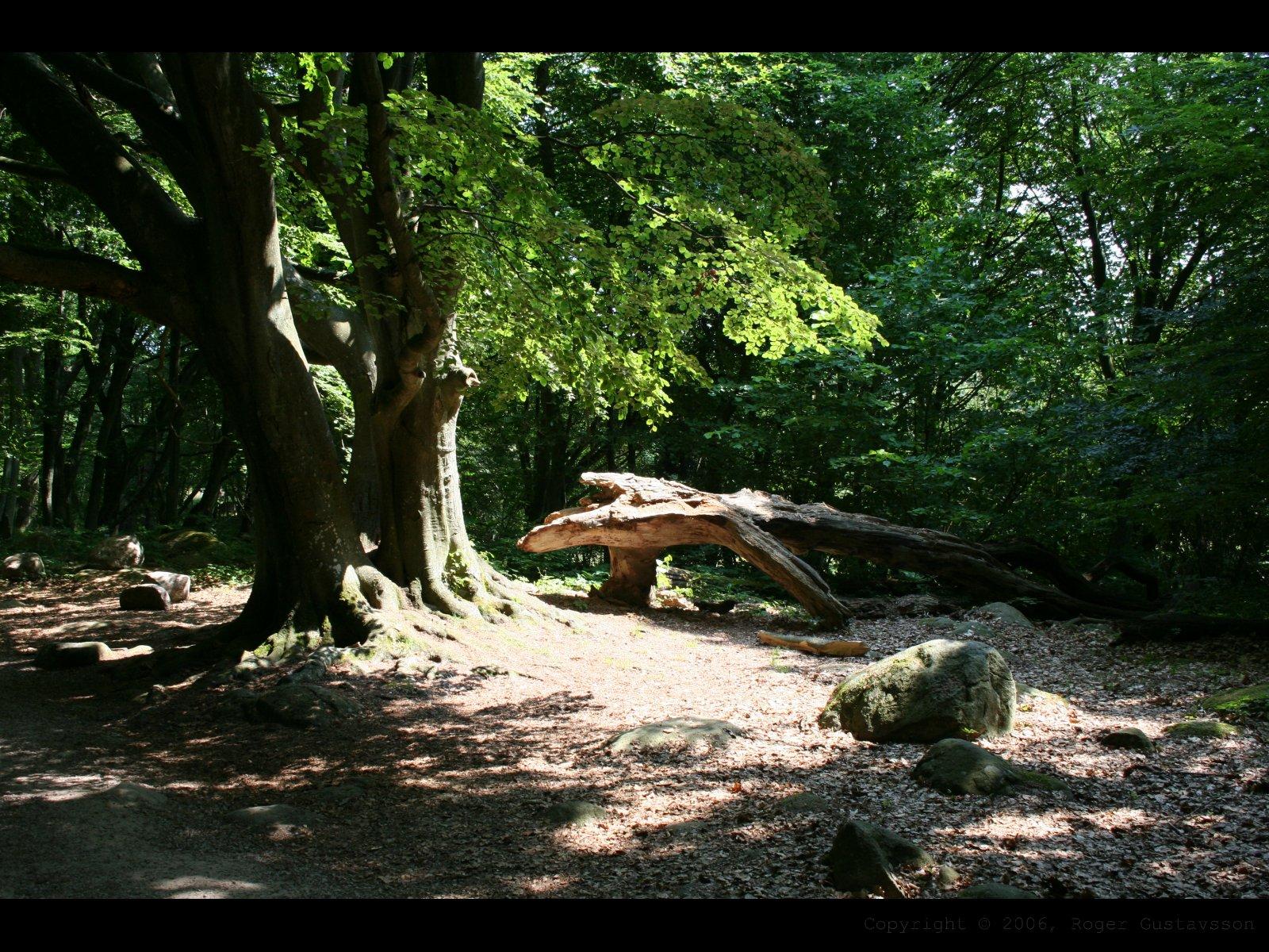 Log