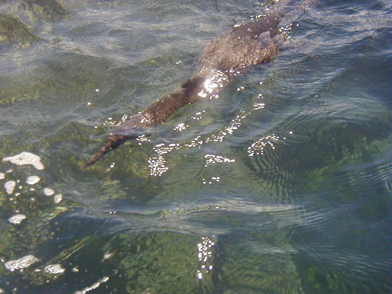 Cormorant swiming