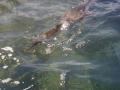Cormorant swiming