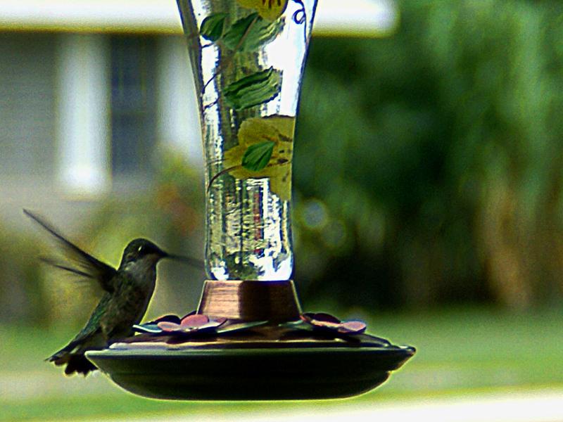 Humming Bird