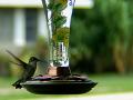 Humming Bird