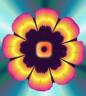 background: the flower