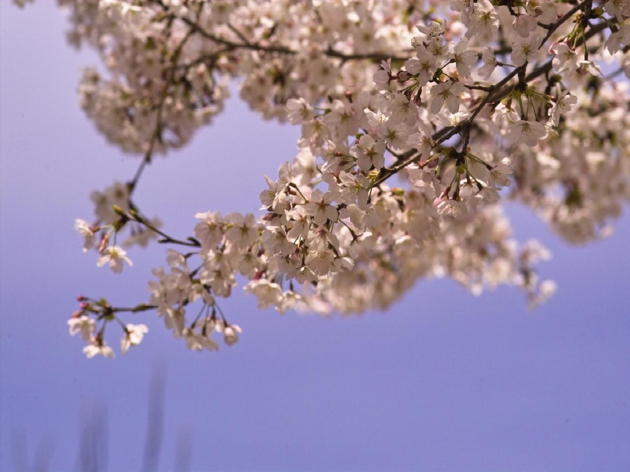 sakura_01