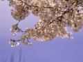 sakura_01