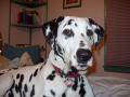 Dalmatian