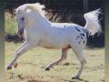 Appaloosa
