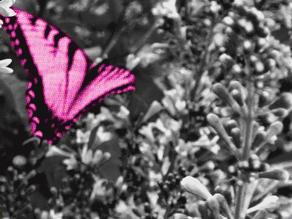 Butterfly