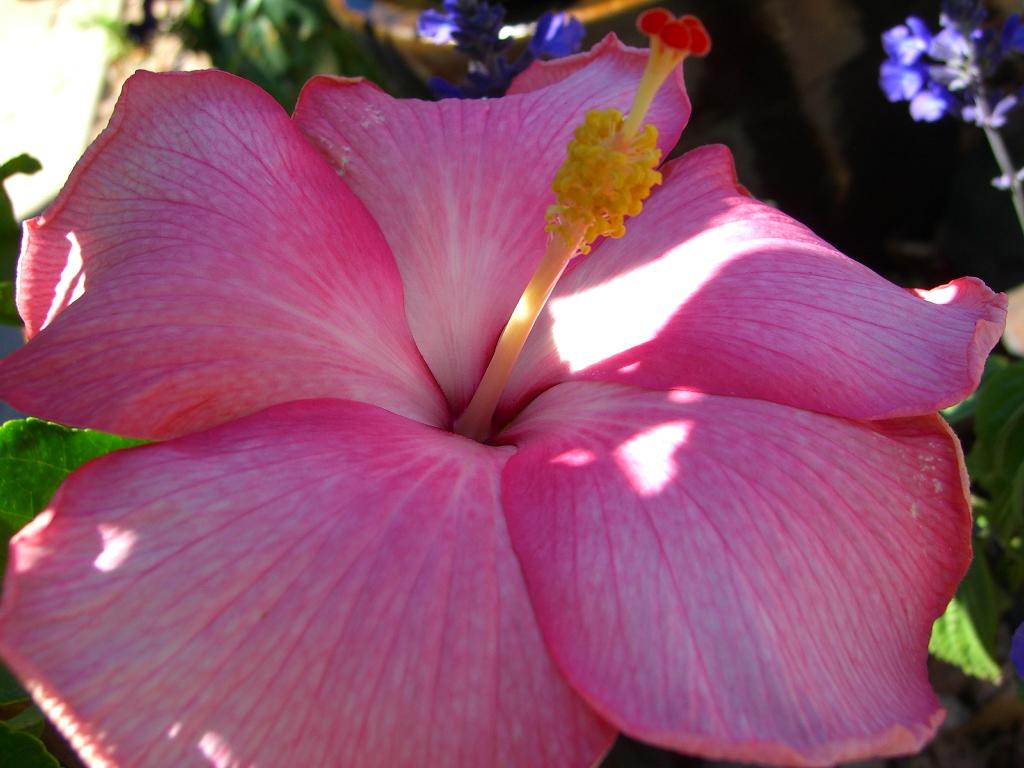 In Bloom