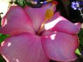 In Bloom