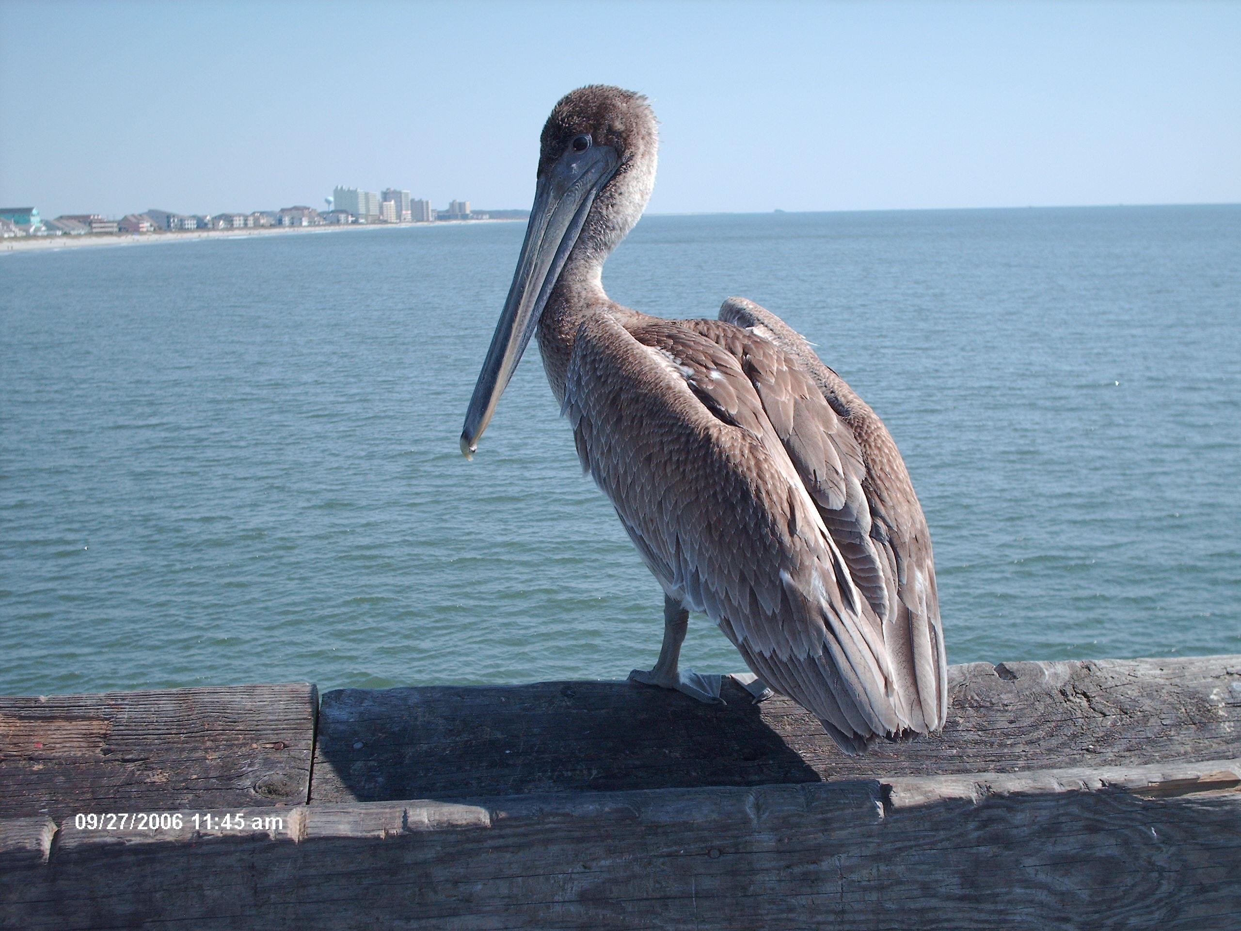 Pelican waiting for lunch