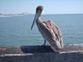 Pelican waiting for lunch