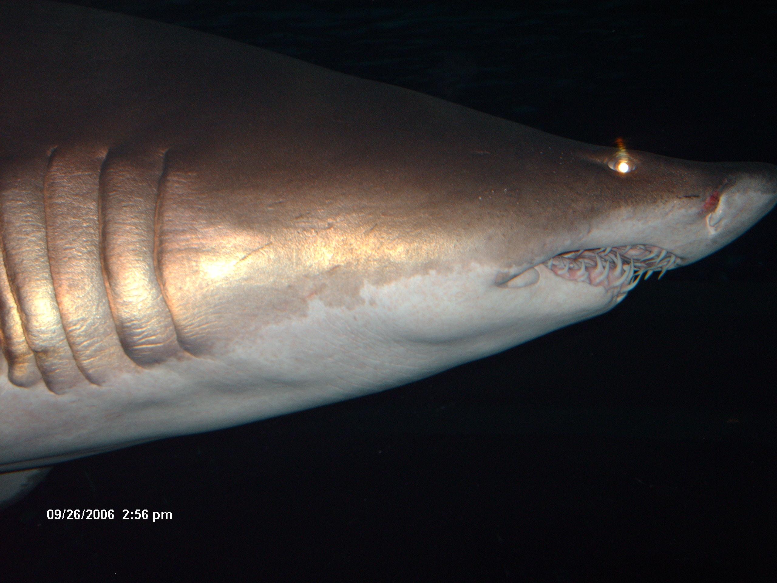 Shark 
