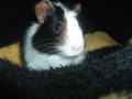 Guinea Pig-in-a-blanket