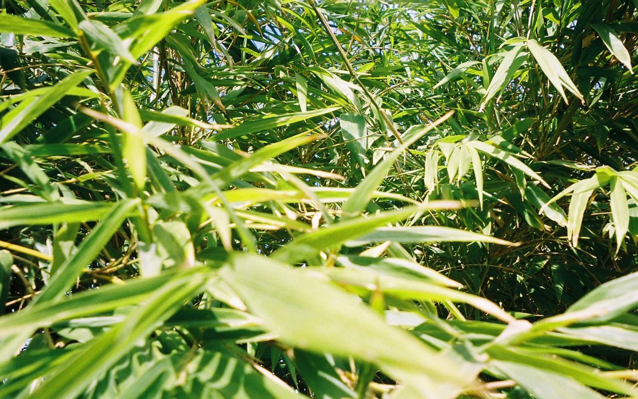 Bamboo