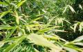 Bamboo