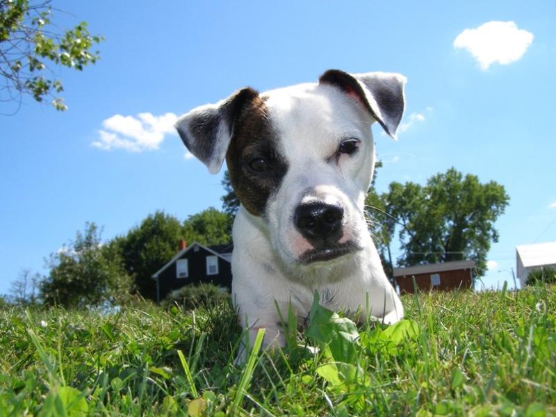 Duke