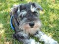 Schnauzer