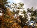 Shinning Through