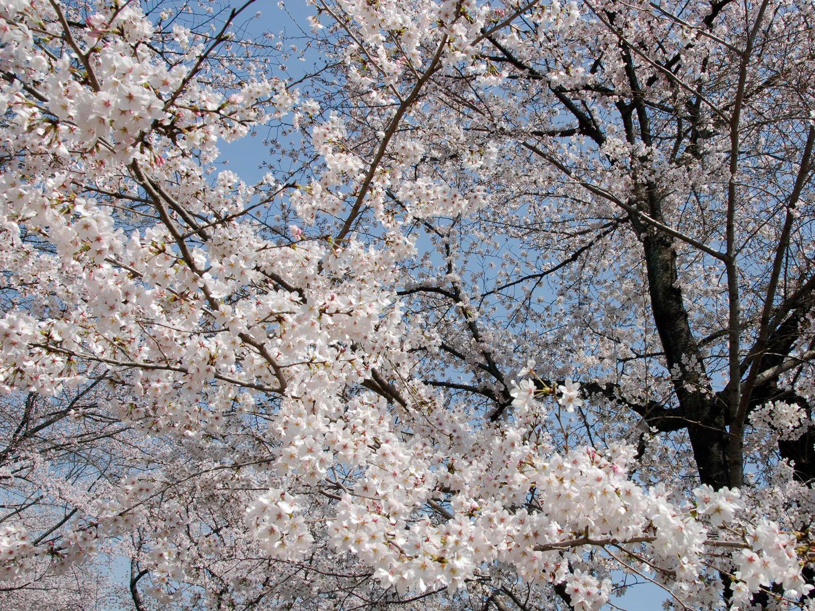 Cherry Blossoms
