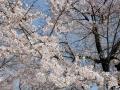 Cherry Blossoms
