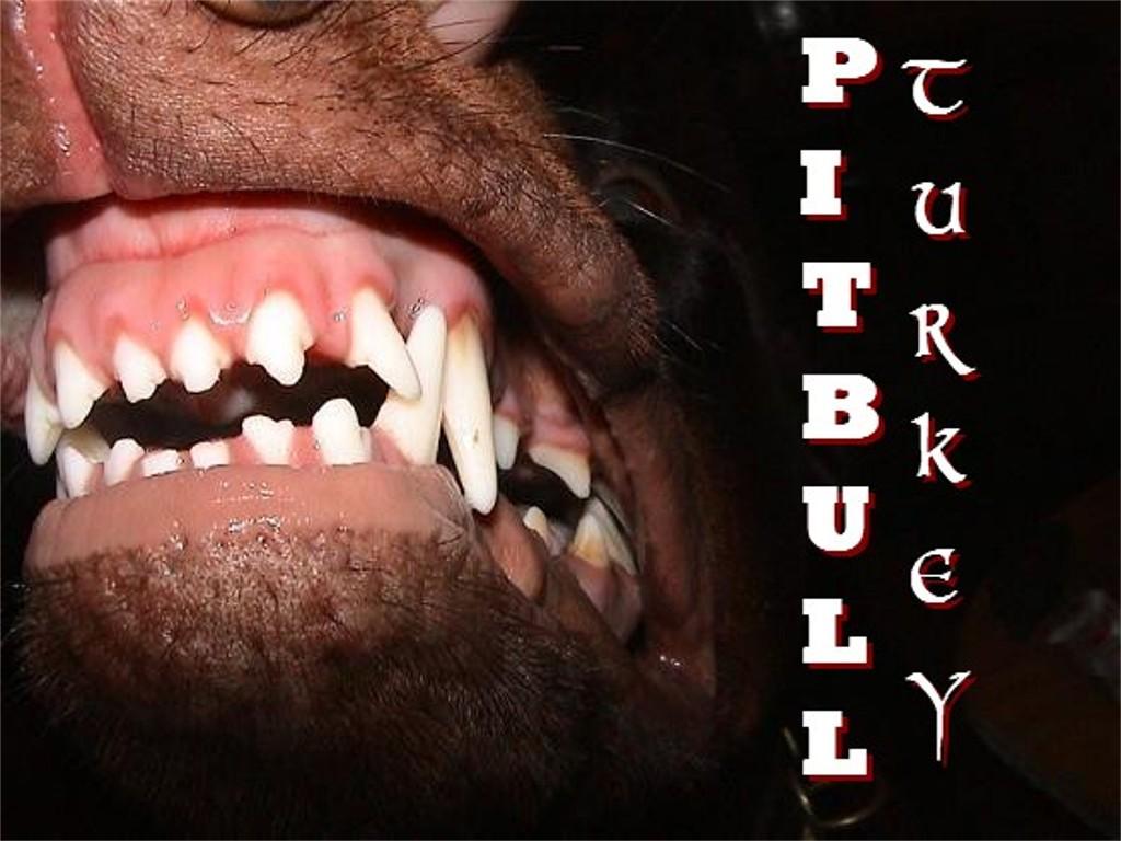 pitbull
