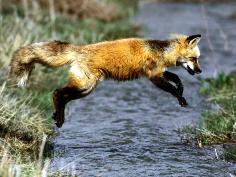 red fox jumping
