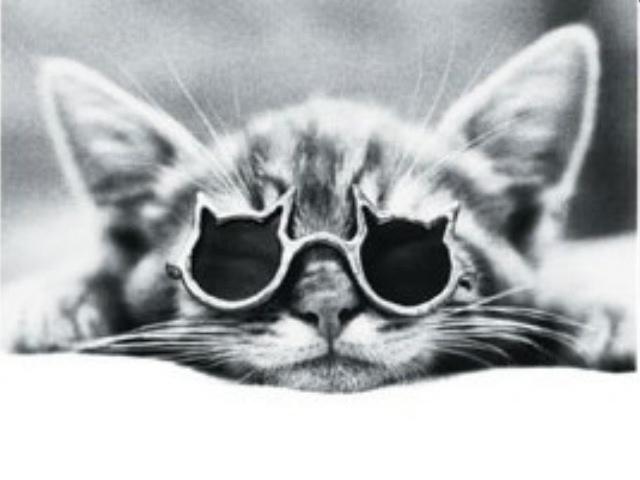 Kitty with Sunglasses