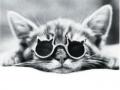 Kitty with Sunglasses