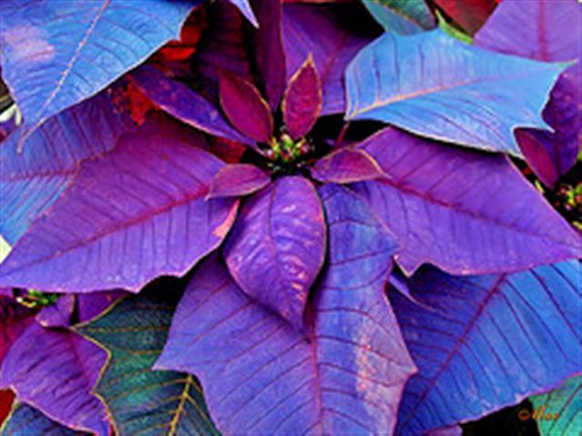 christmas poinsettia