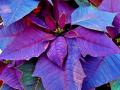 christmas poinsettia