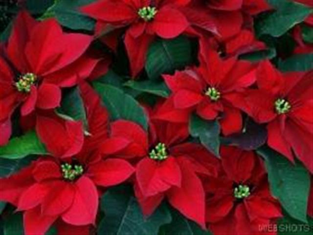 red  poinsetia