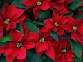 red  poinsetia