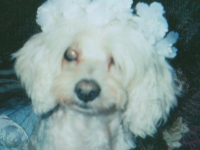 my very cute dog