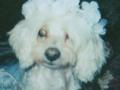 my very cute dog