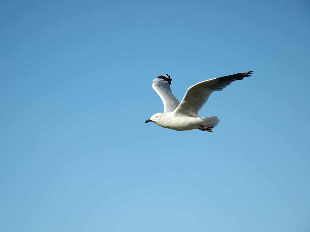 seagull in flight