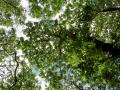 look up