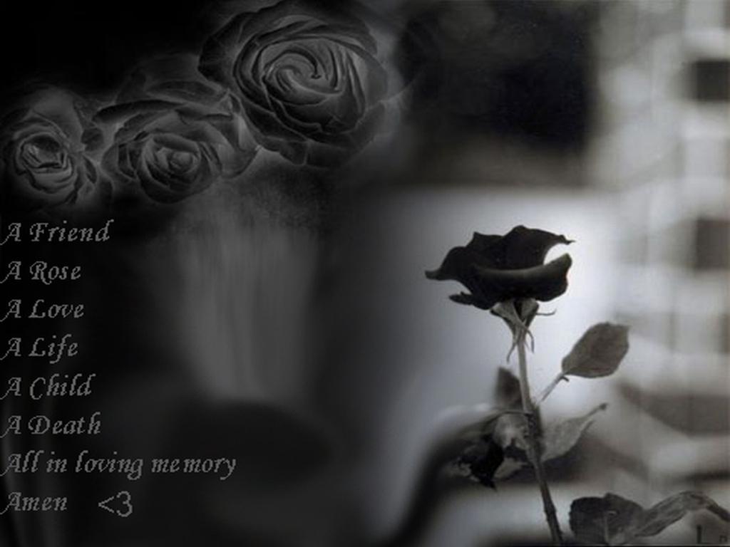 rose02