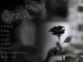rose02