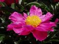 Pretty Flower