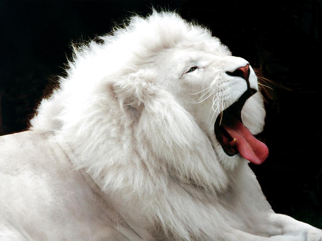 white lion