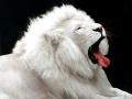 white lion