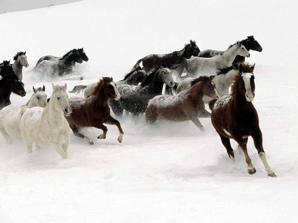 Beautiful Wild Horses Running Free in Snow